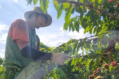 EU's new regulation on deforestation-linked products head-scratcher for Vietnamese producers