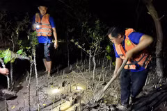 Ben Tre to grow 171 ha of forest this year