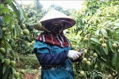 Bac Giang province’s lychee crop ripens early, ready for export