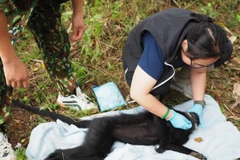Bac Kan: Endangered langur relocated for preservation