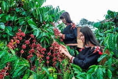Coffee industry striving to adapt to EU’s anti-deforestation law