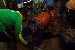 Indonesia aims to produce 2 million tonnes of shrimps