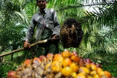 Indonesia to make biomethane from palm oil in 2025