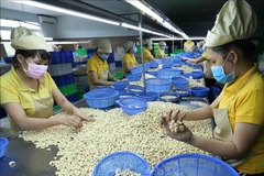 Cashew exports flourish, Vinacas warns of food safety