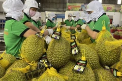 Durian exports forecast to boom
