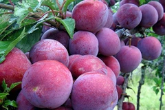 Plum picking festival starts in Moc Chau Plateau
