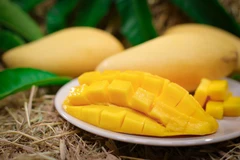 Thailand: Nam Dok Mai Si Thong mangoes registered as GI product