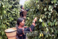 Building sustainable agricultural value chains to reduce deforestation