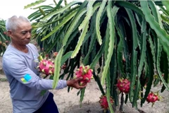 More attention must be paid to varieties to increase fruit exports