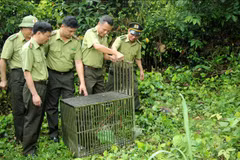 Ten monkeys released into the wild at Bai Tu Long National Park