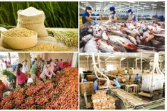 Agro-forestry-aquatic product exports post trade surplus of nearly 6 billion USD 