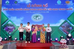 Vinh Long exports first batch of sweet potatoes to China