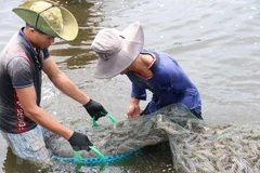 Workshop talks sustainable shrimp industry 