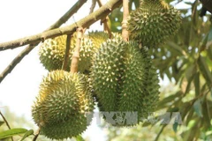 Vietnam’s Ri6 durian now available in UK