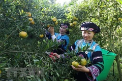 Lai Chau to host cultural festival for ethnic minority groups 