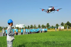 An engineer demonstrates the spraying of chemicals on rice fields using an unmanned aerial vehicle (drone) to help local farmers. (Photo: VNA)