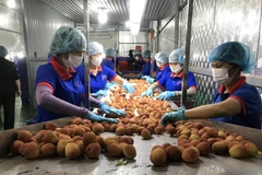 Classifying lychees for export to Japan (Photo: VNA)