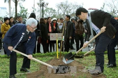 Hanoi grows more Japan-presented cherries 