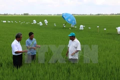 Global sustainable rice production criteria applied in Vietnam