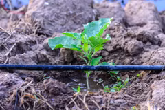Advanced irrigation technology reaches nearly 144,000 hectares