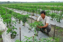 HCM City starts five-year plan on organic food 