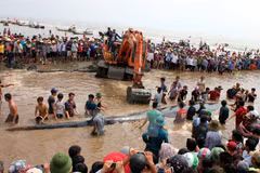 15-tonne whale rescued in Nghe An