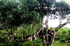 Yen Bai’s ancient Shan tea becomes national heritage