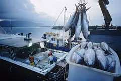 Indonesia bans foreign investment in fishing business