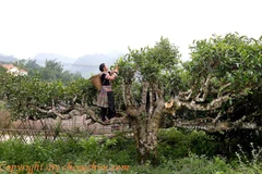 Son La to create Geographic Indication for Shan Tuyet tea