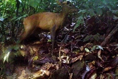 Rare animals found in Pu Hu Nature Reserve