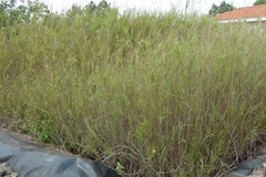 Hospital cleans water with reeds