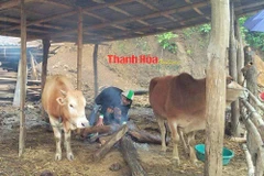 Severe cold reeks havoc in Thanh Hoa province 