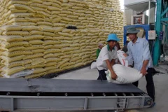 Advanced post-harvest rice technologies introduced 