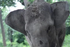 Endangered species event held in Hanoi