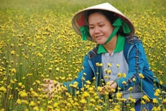 Tour of flower fields launched in Dong Thap