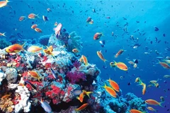 Marine biodiversity conservation needs master plan 