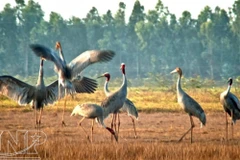 Tram Chim National Park to get 4 million USD for ecological tourism