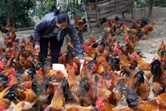 Poland exporters eye Vietnam poultry market 