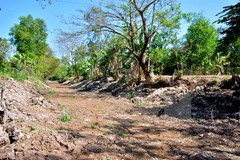 Ca Mau announces drought emergency