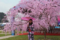 Cherry blossom events come to Vietnam
