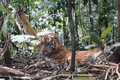 Indonesia plans to increase jail time for wildlife poachers, traders 