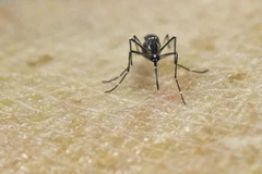 Yellow fever likely to appear in Vietnam: health ministry