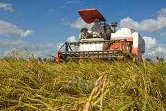 Branding of Vietnamese rice should first focus on domestic market