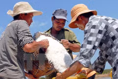 Ben Tre Province asks government to help salt farmers