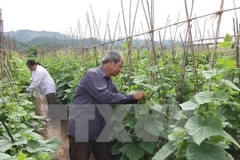 Lam Dong serves up hi-tech agricultural model 