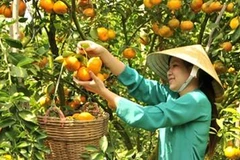 Thanh Hoa: women active in new-style rural area building