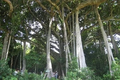 Ancient banyan tree lures visitors to Quang Ngai