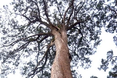 Fokienia forest in Quang Nam recognised as heritage tree