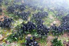 Bank helps snow-hit areas address consequences 