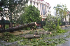 Trees uprooted by typhoon Mirinae